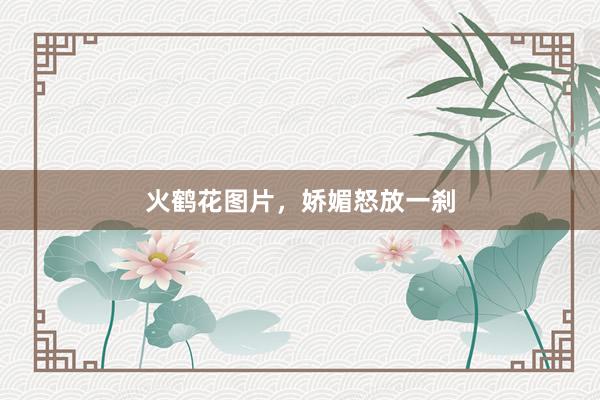 火鹤花图片，娇媚怒放一刹